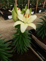 [5011 Flevo Suprise No02.JPG]